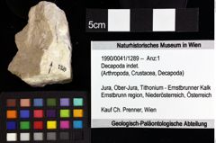 Foto (Objket + Etiketten) von Decapoda indet. 